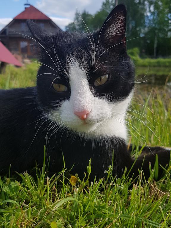 Bellas Namins Cēsis Exteriér fotografie