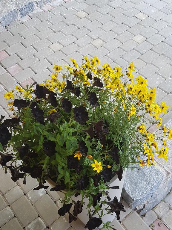 Bellas Namins Cēsis Exteriér fotografie